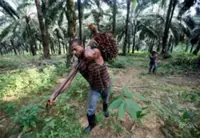 When oil palm estates run short of hands