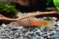 Lao researchers discover five new fish species