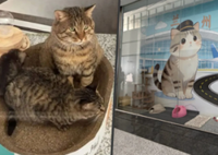 China airport wins hearts for building ‘love-filled’ shelter for stray cat family on-site