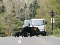 Canadian tourist injured in bear attack in north-eastern Japan
