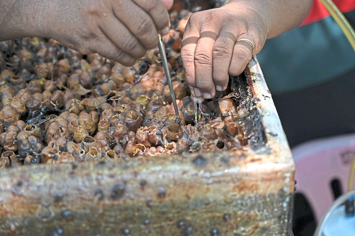 Harvesting stingless bee honey at the farm.