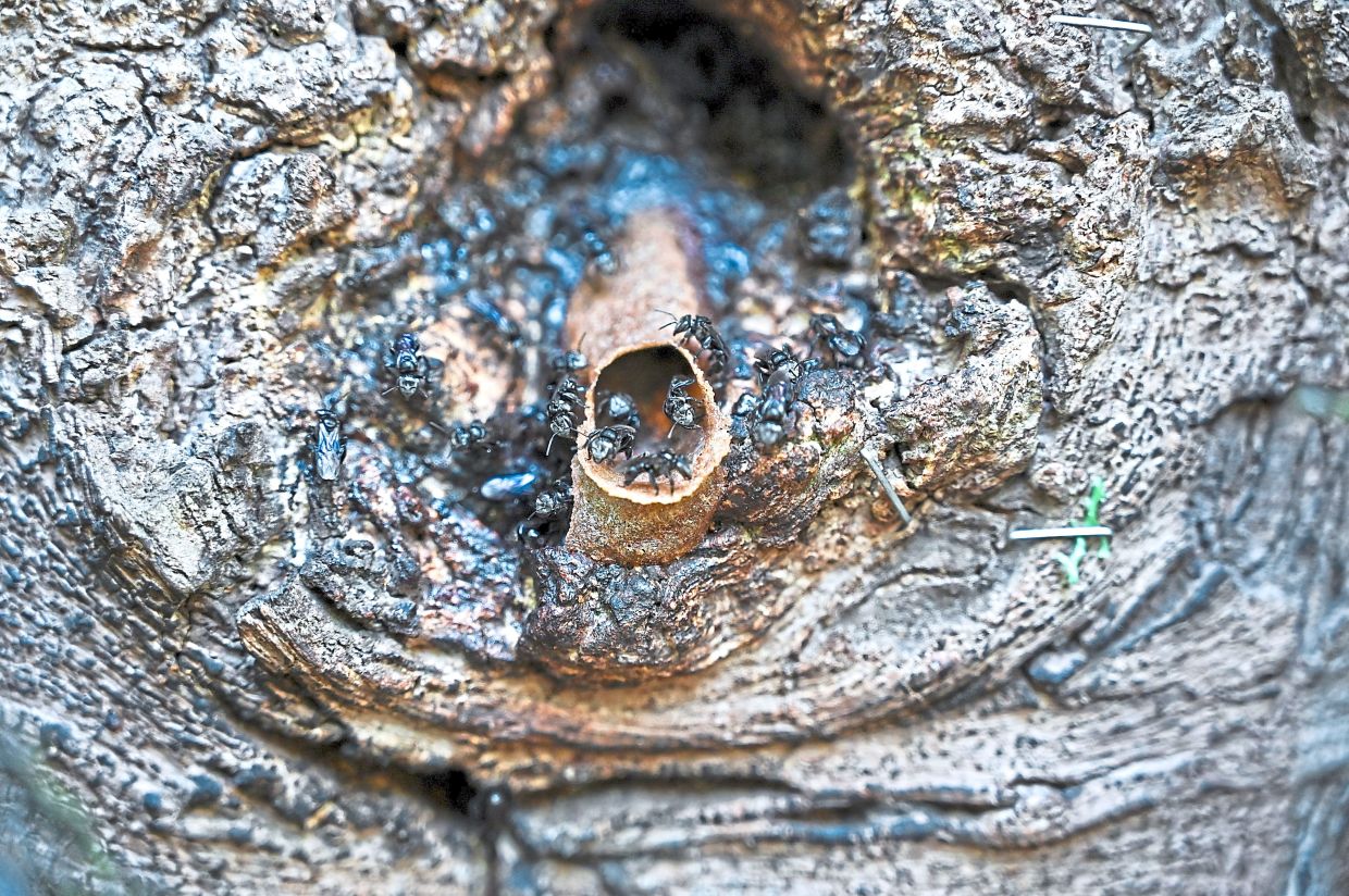 A stingless bee hive managed by the local community at the Kampung Orang Asli (KOA) Ulu Bekor farm.