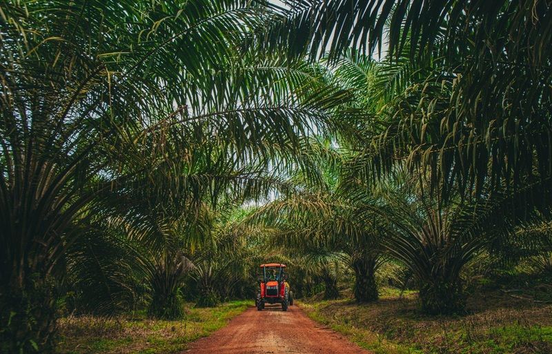 The use of heavy machinery in plantations makes expanding the B100 trial to plantation machinery the natural next step in FGV's structured evaluation of the renewable fuel.