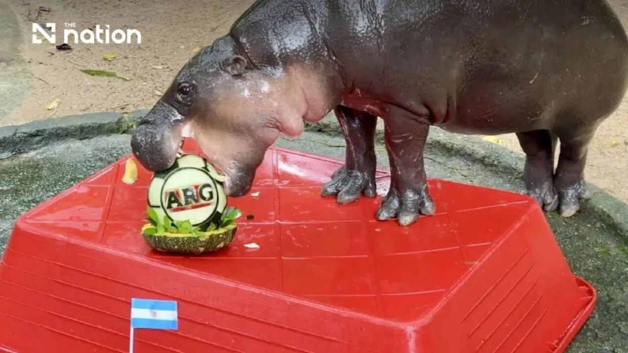 Moo Deng, the celebrity pygmy hippo, is chomping down on the Argentina fruit set. --PHOTO: THE NATION/ASIA NEWS NETWORK
