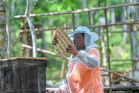 Orang Asli farmers’ sweet venture