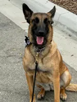 Soccer-World Cup working dogs sniff out threats, send security signal