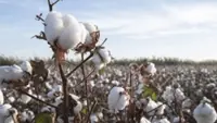 Myanmar turns to cotton cash crop to lift farmers' livelihoods