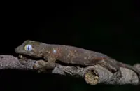 Philippine gecko discovered as new species endemic to Sibuyan Island