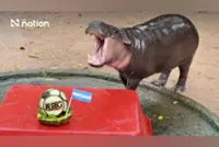 Thailand’s Moo Deng, the country's wonder Rhino, backs Argentina to win the World Cup 2026 final