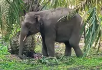 Villager injured after being attacked while trying to chase away wild elephants