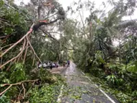 Fallen trees block road in Bangi after downpour