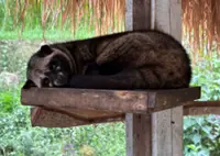 Three nabbed over illegal possession of Asian palm civet cubs