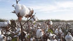 Myanmar turns to cotton cash crop to lift farmers' livelihoods