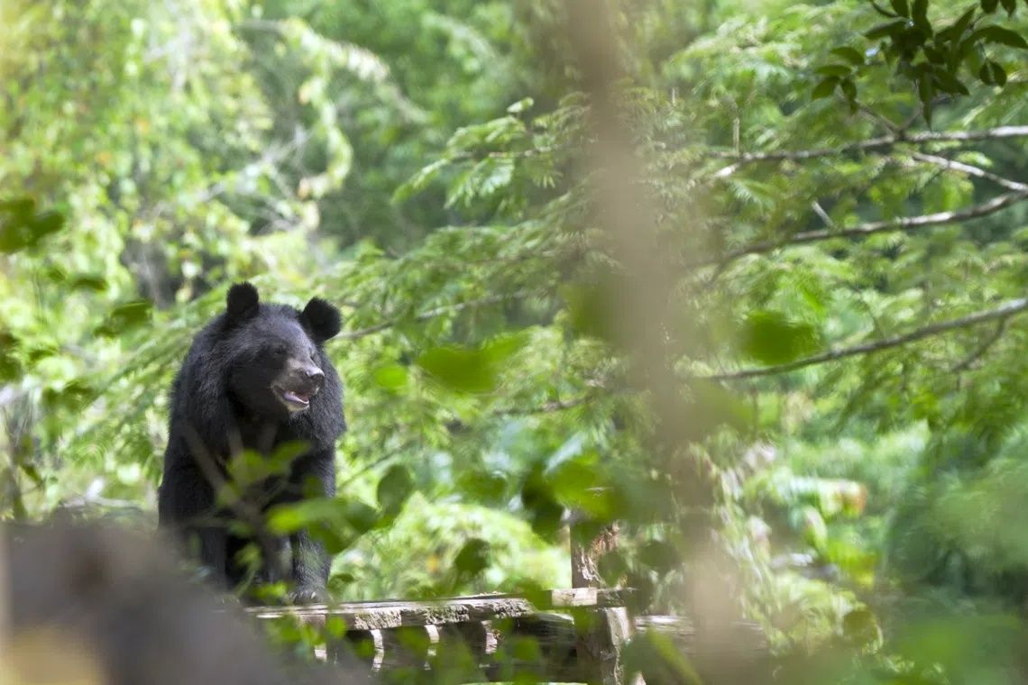 One of the 10 released moon bears exploring its enclosure at Luang Prabang Wildlife Sanctuary. - Photo: FREE THE BEARS
