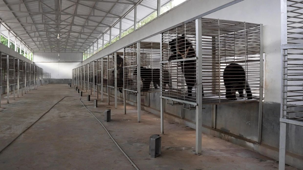 Some of the 27 bears in the illegal bear bile farm in Laos. - Photo: FREE THE BEARS