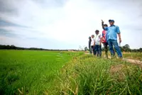 Heat and water woes hit padi farmers in Perak