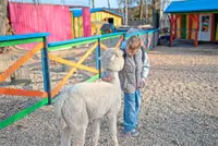 When your therapist is an alpaca: How helpful are animals in therapy?
