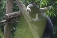 Bears rescued from Laos farm step outdoors for the first time after rescue led by Singaporean