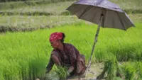 Organic farmers show way beyond Nepal’s fertiliser crisis