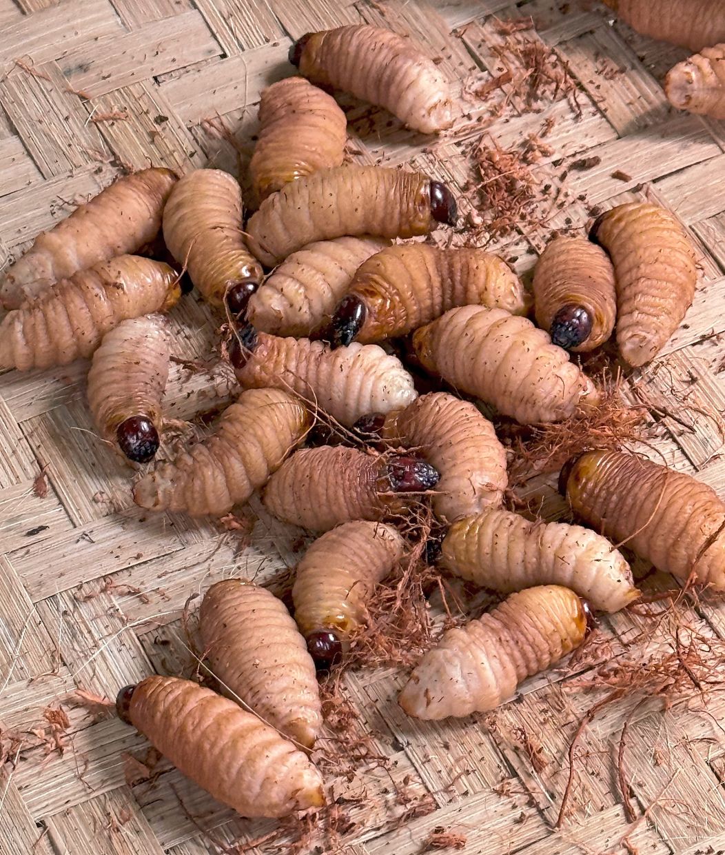 One of the unique ingredients included in the mystery boxes were these live sago worms.
