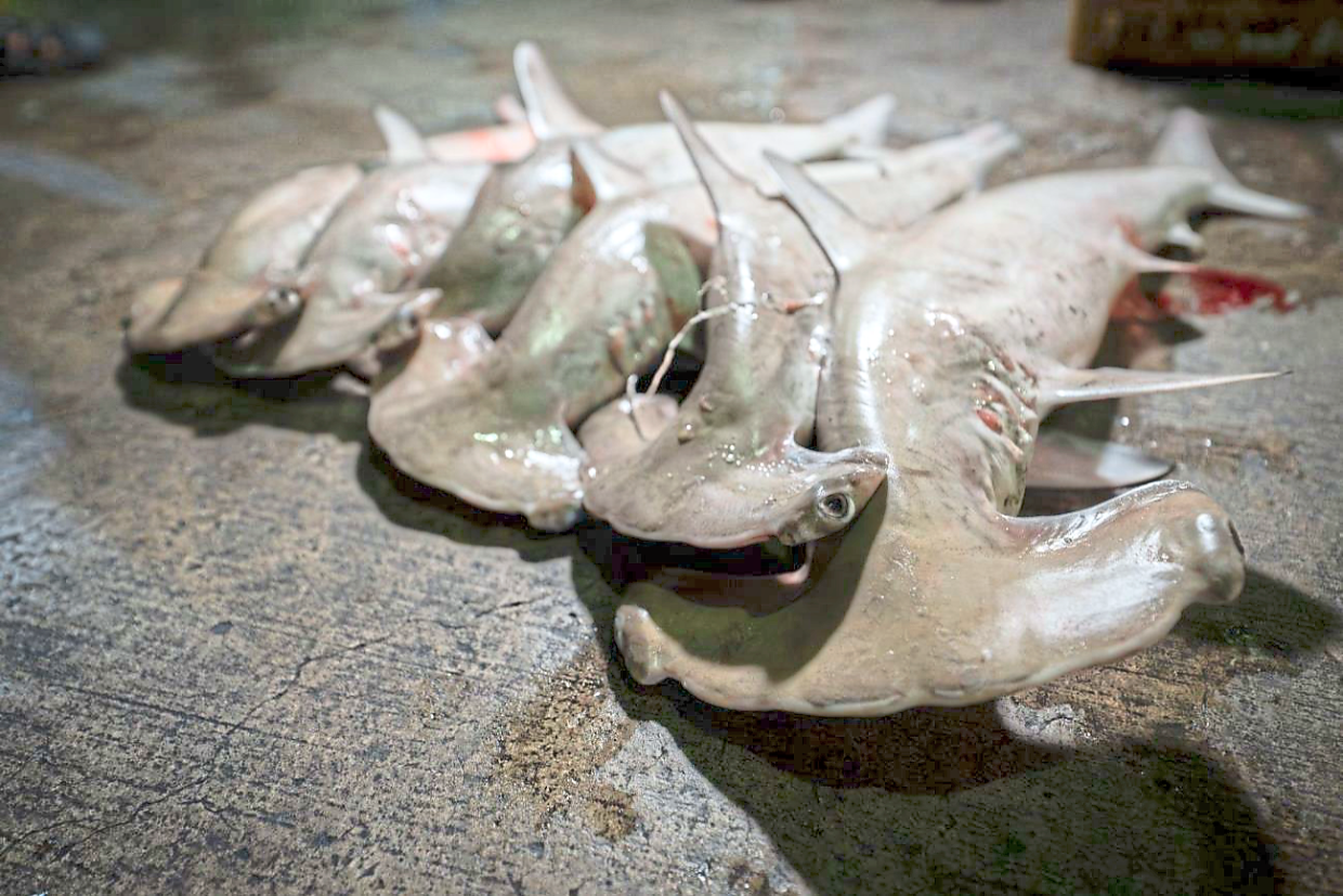 A group of juvenile scalloped hammerhead sharks shown in a catch landing survey.