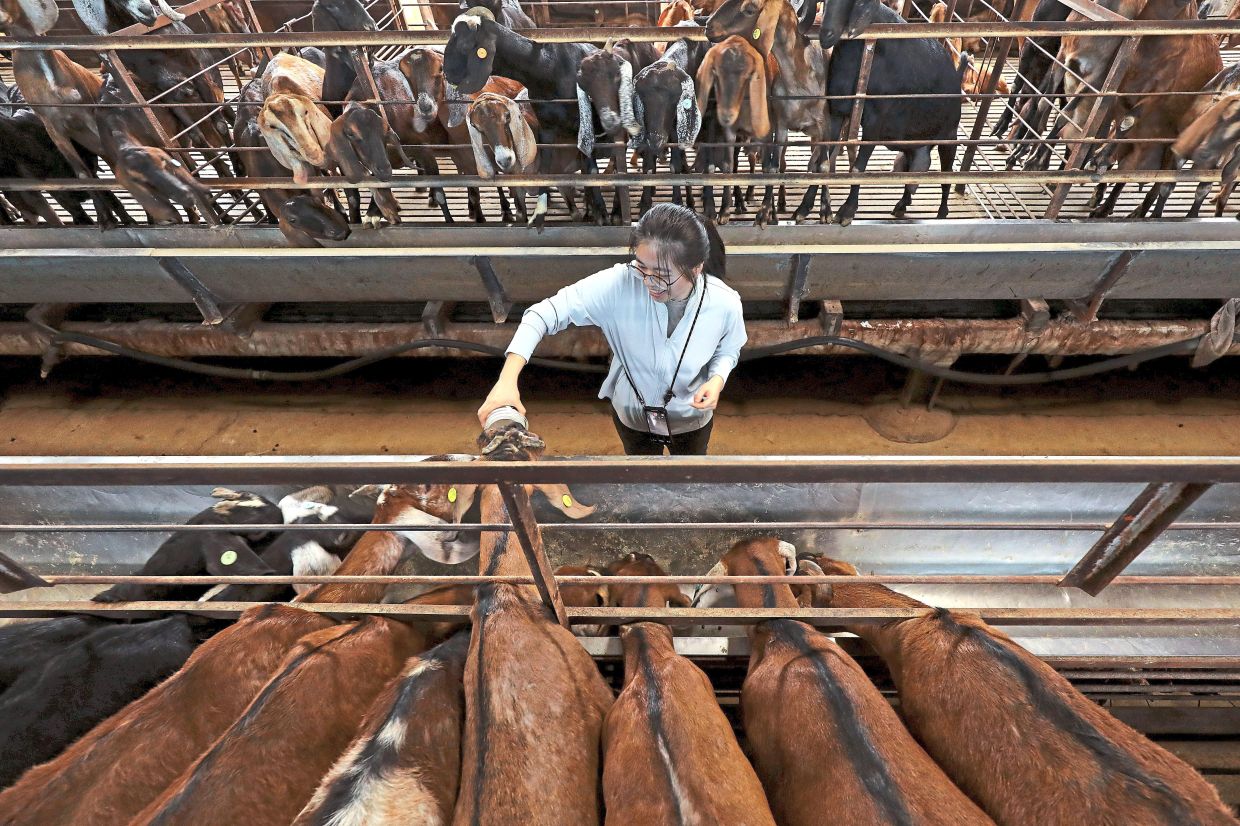 A volunteer feeding the goats at the pen at Fengyuan Goat Farm in Tianwei. This photo won the Best Picture on the third day of the 2026 Taiwan Leisure Farm Malaysia Media Photography Competition.