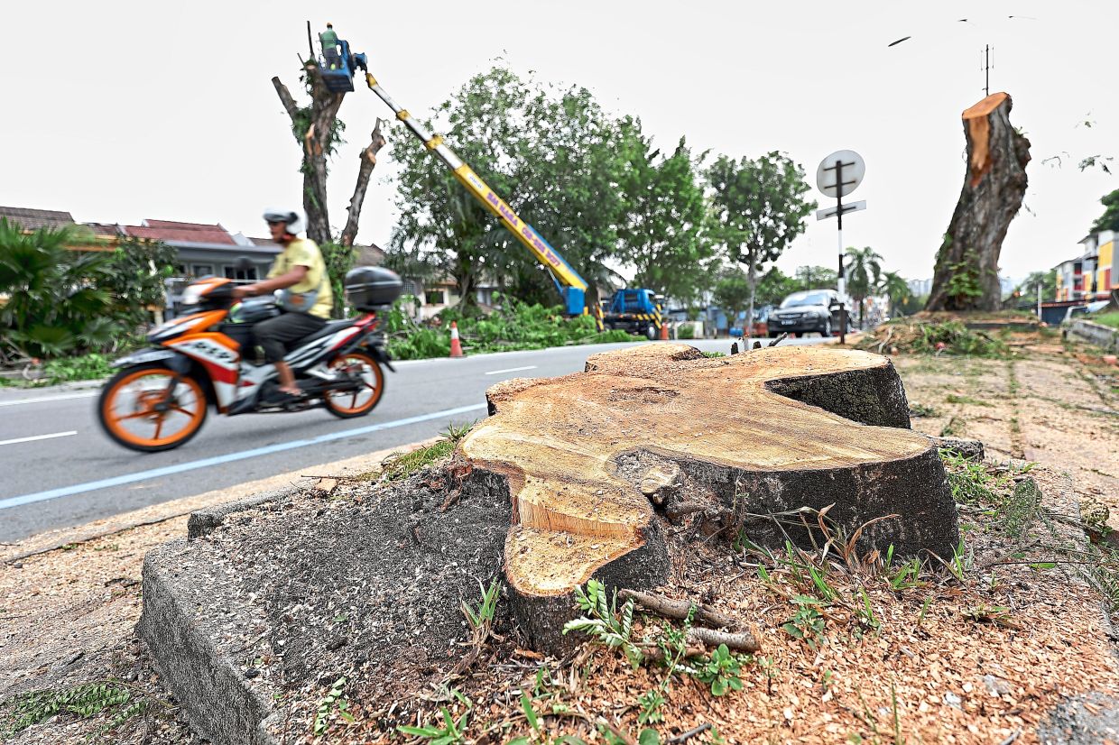 Only stumps remain at Jalan Pandan Ilmu following a tree-cutting operation by MPAJ.