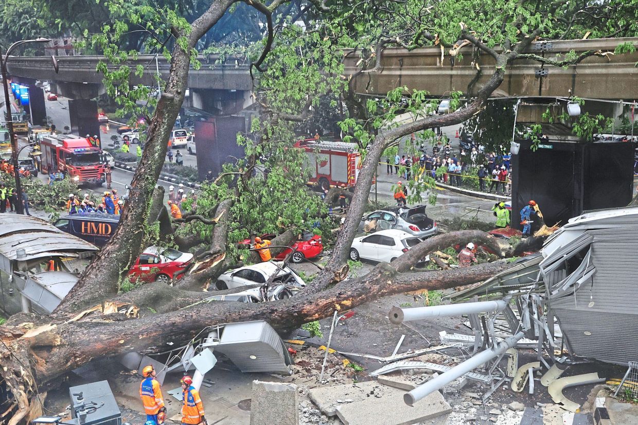 Council steps up tree maintenance to prevent hazards