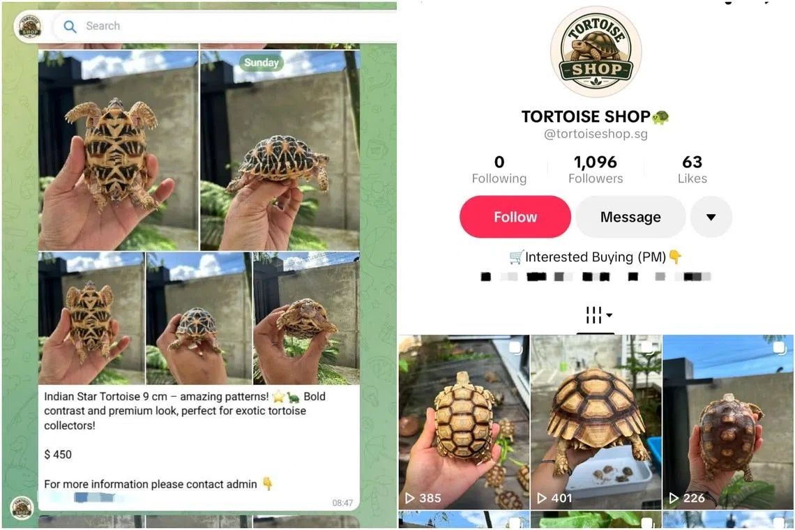 Illegal tortoises offered for sale in Singapore on TikTok and Telegram