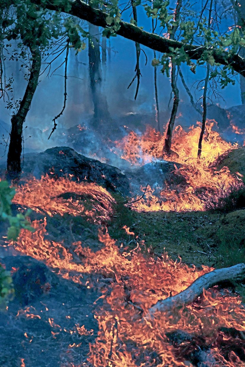 Flames blazing in the forest. This is said to be one of the worst recorded incidents of fire at Fontainebleau.