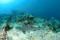 Where have all the sharks gone?