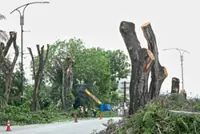 Ampang folk stumped over tree felling