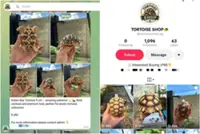 Illegal tortoises offered for sale in Singapore on TikTok and Telegram