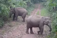 Stray elephant causes RM20,000 in damages at coconut plantation