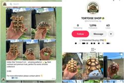 Illegal tortoises offered for sale in Singapore on TikTok and Telegram