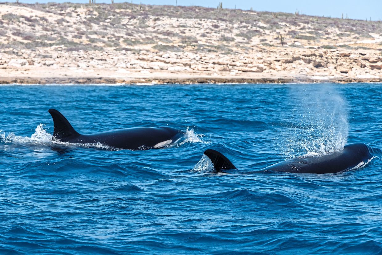 A pod of female and juvenile orcas swim along the shoreline of Baja California Sur, Mexico, March 23, 2026. Only two places in the world allow tourists to enter the water with the ocean’s apex predator. But the safety of both species is a growing concern. (Meghan Dhaliwal/The New York Times)