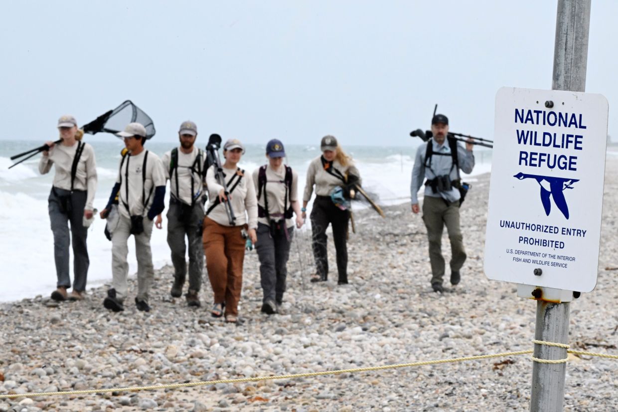 United States Fish and Wildlife Service crew walk along Moonstone beach after banding oystercatchers at Trustom Pond National Wildlife Refuge in South Kingstown.