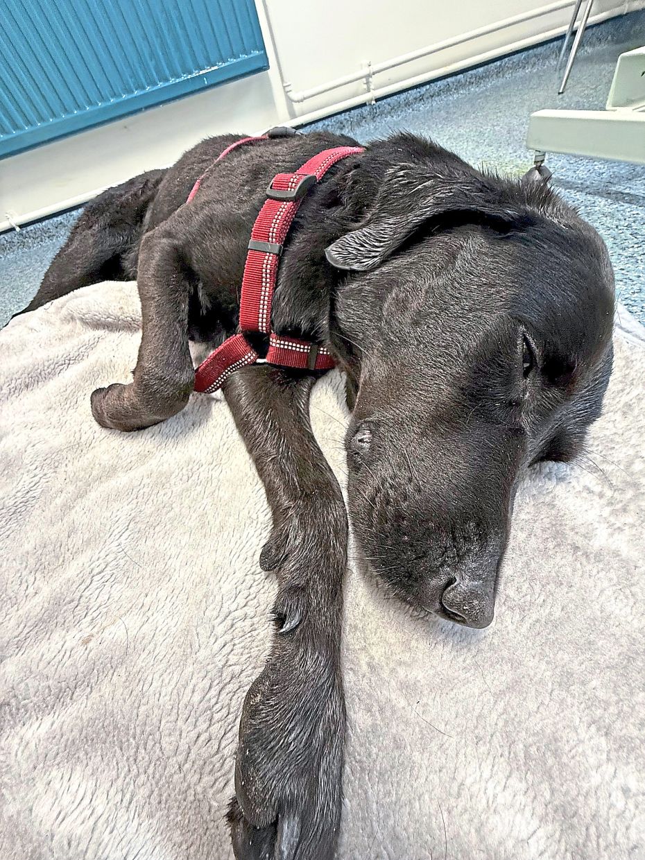 Tokyo recovering at Crown Vets in Fort William, Scotland. — CHRISTINA BLUHME via AP
