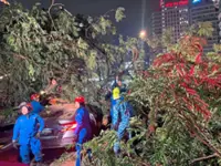 Calls for KL tree maintenance to be stepped up after fatality
