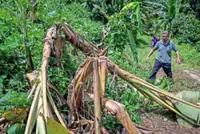 Elephant causes RM20,000 of damage