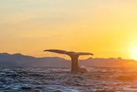 Swimming with killer whales