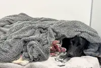 Grateful dog owner describes mountain rescue after canine apparently ingests cannabis