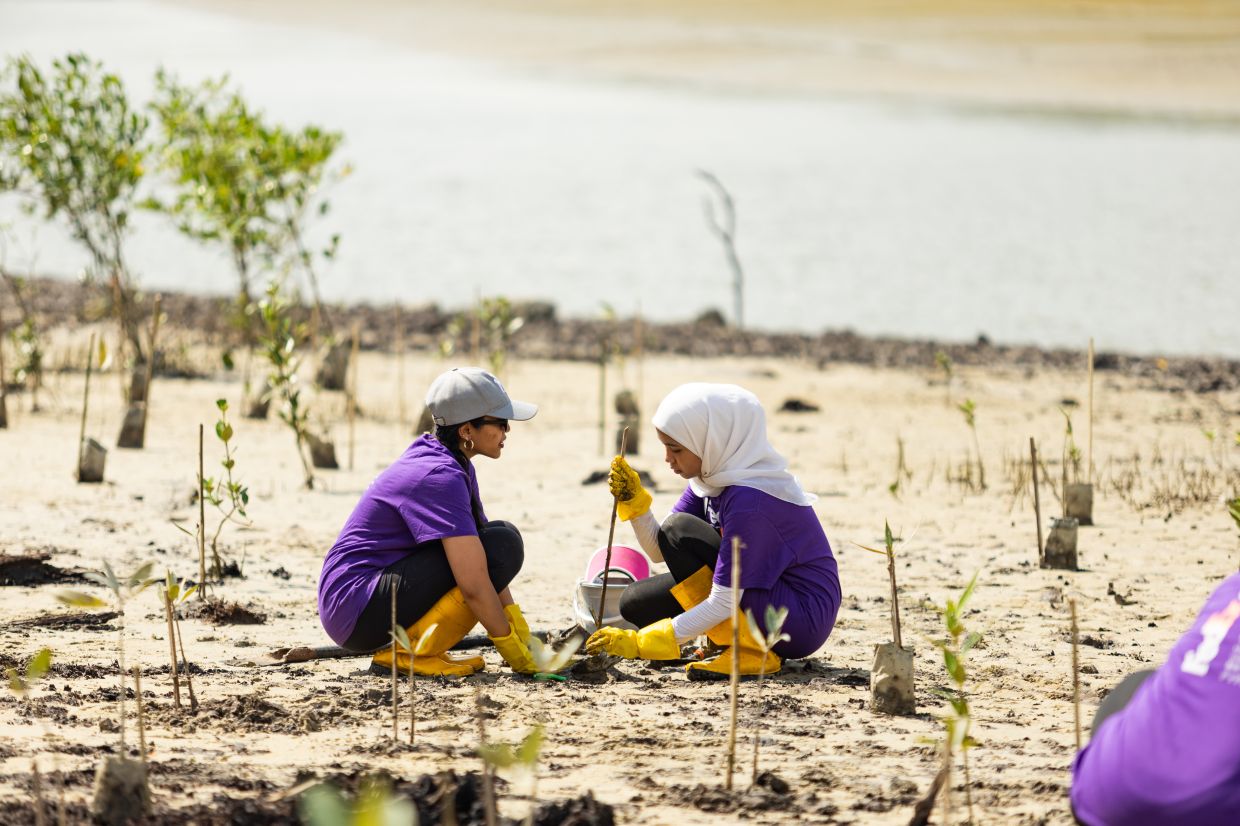 Global enterprise delivers help to restore mangroves