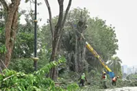 Balancing safety with urban tree preservation