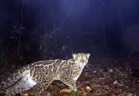 QuickCheck: Is the marbled cat one of the region's rarest wild cats?