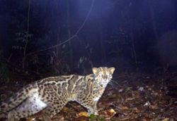 QuickCheck: Is the marbled cat one of the region's rarest wild cats?