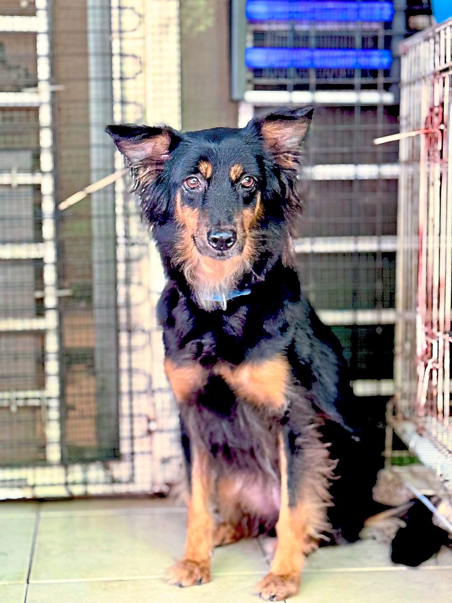 Zudy was so scared when she was first adopted, that she had no bark.