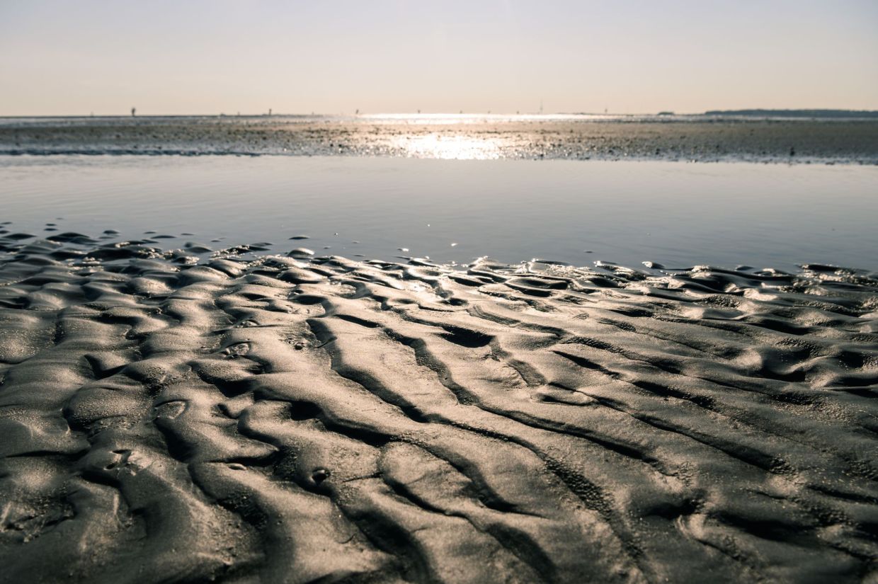 The Moon is the primary driver of the tides.