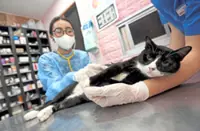 Guideline for pet clinic fees mulled