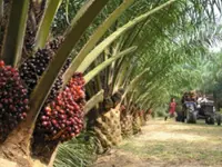 United Plantations earnings slide